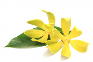 ylang-ylang