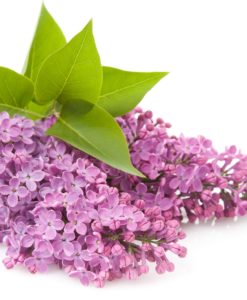 Parfum liliac mov (10 ml, 50 ml, 100 ml, 1 litru)